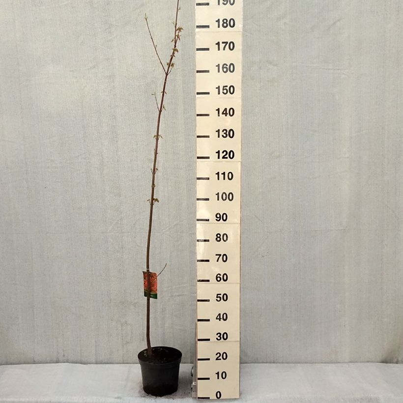 Example of Rot-Ahorn - Acer rubrum Topf mit 7,5L/10L as you get in printemps