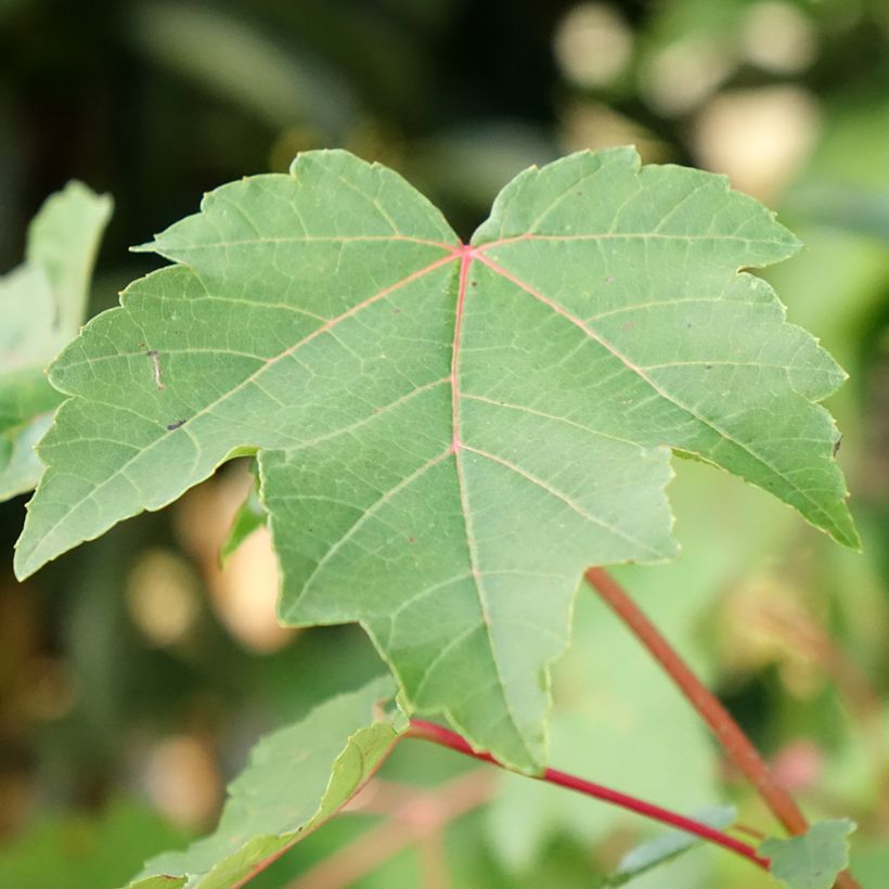 Rot-Ahorn - Acer rubrum (Foliage)