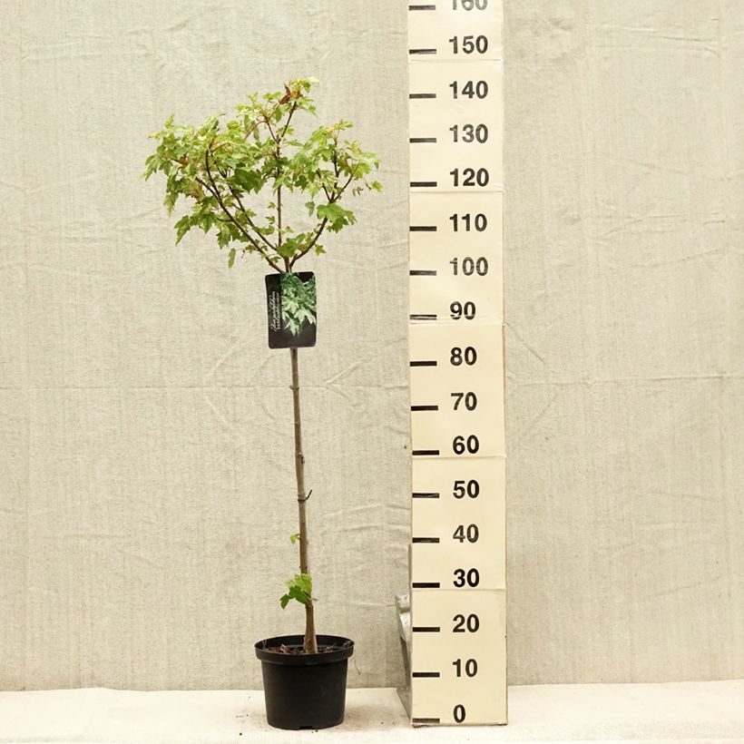 Exemplar von Berg-Ahorn Brilliantissimum - Acer pseudoplatanus Topf mit 4L/5L wie im Sommer geliefert
