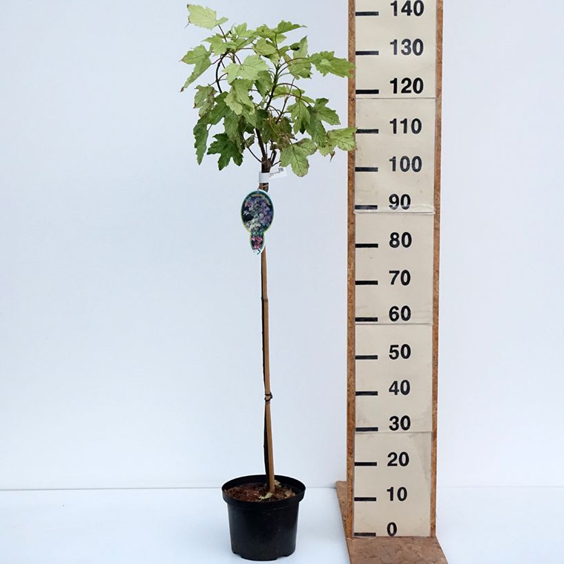 Exemplar von Berg-Ahorn Simon-Louis Frères - Acer pseudoplatanus Topf mit 4L/5L, Stamm wie im Herbst geliefert