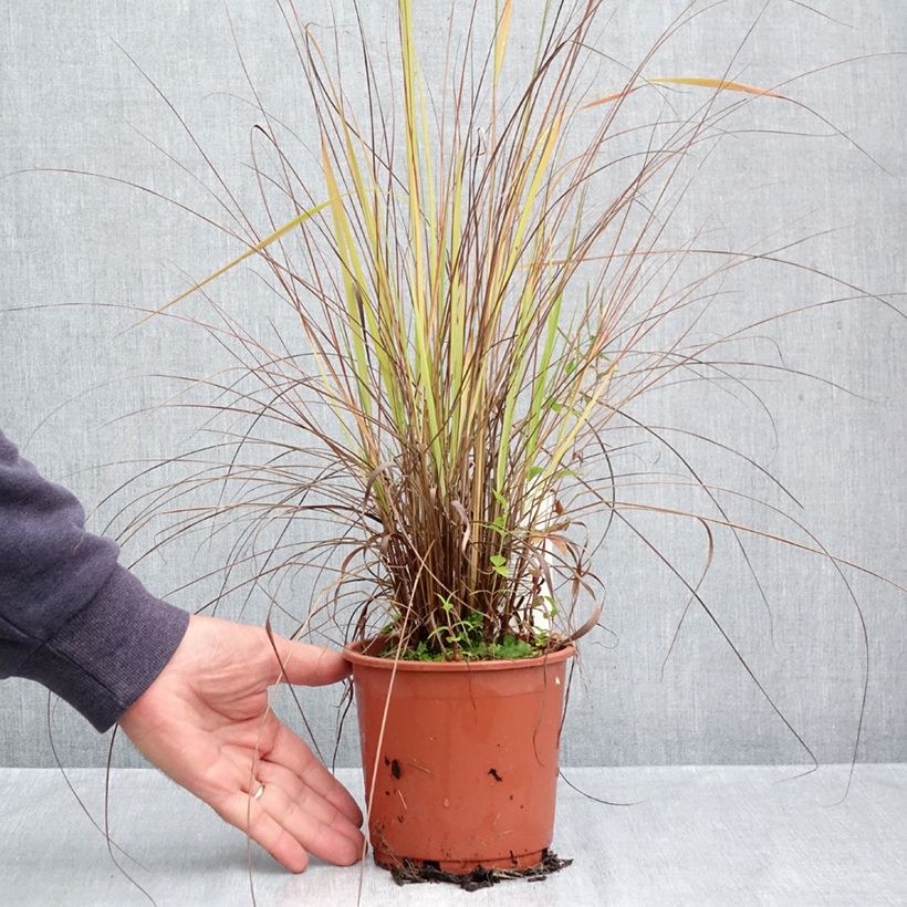 Exemplar von Eragrostis trichodes - Sand-Liebesgras Topf mit 1L/1,5L wie im Herbst geliefert