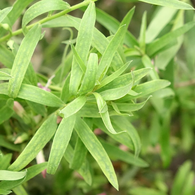 Eremophila laanii - Emustrauch (Foliage)