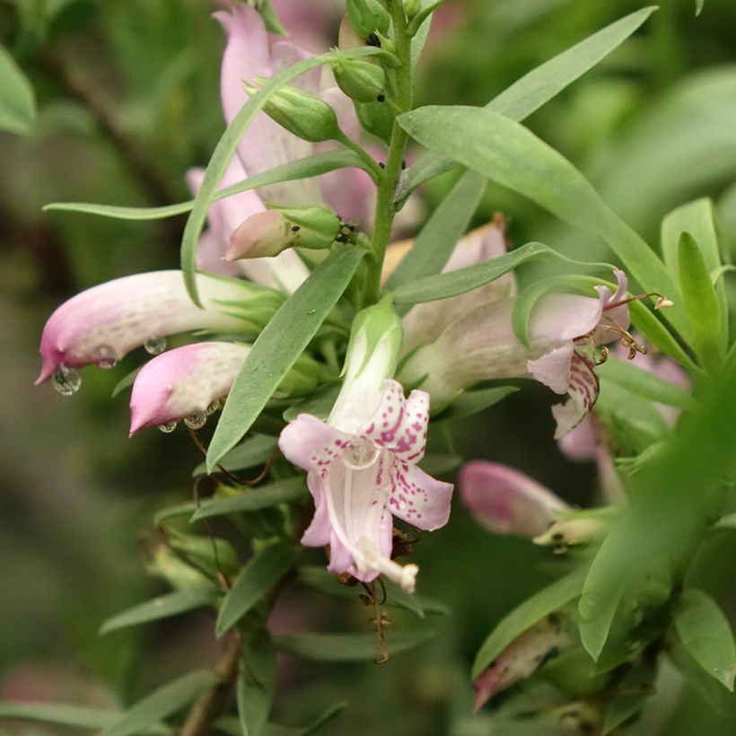 Eremophila laanii - Emustrauch (Flowering)