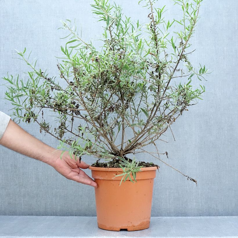 Exemplar von Eremophila laanii - Emustrauch Topf mit 7,5L/10L wie im Sommer geliefert