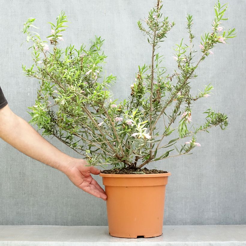 Example of Eremophila laanii - Emustrauch Topf mit 7,5L/10L as you get in printemps