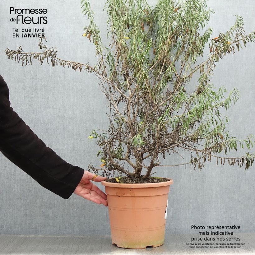 Exemplar von Eremophila maculata Aurea - Eremophile tacheté Pot de 7,5L/10L wie im Winter geliefert