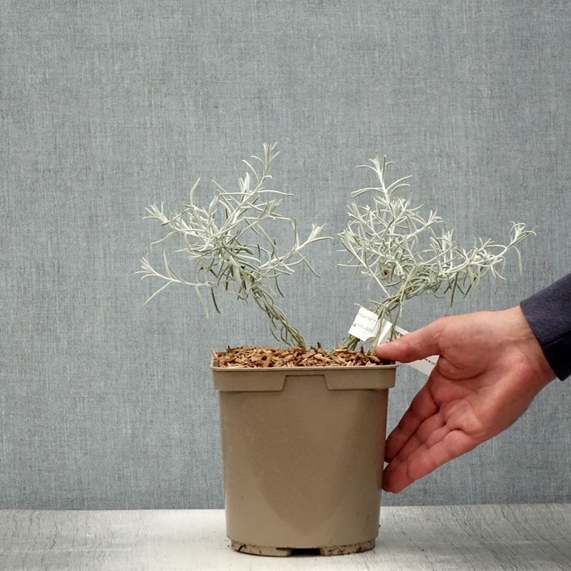 Exemplar von Eremophila nivea - Emustrauch Topf mit 7,5L/10L wie im Sommer geliefert
