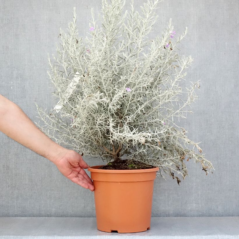 Example of Eremophila nivea - Emustrauch Topf mit 7,5L/10L as you get in printemps