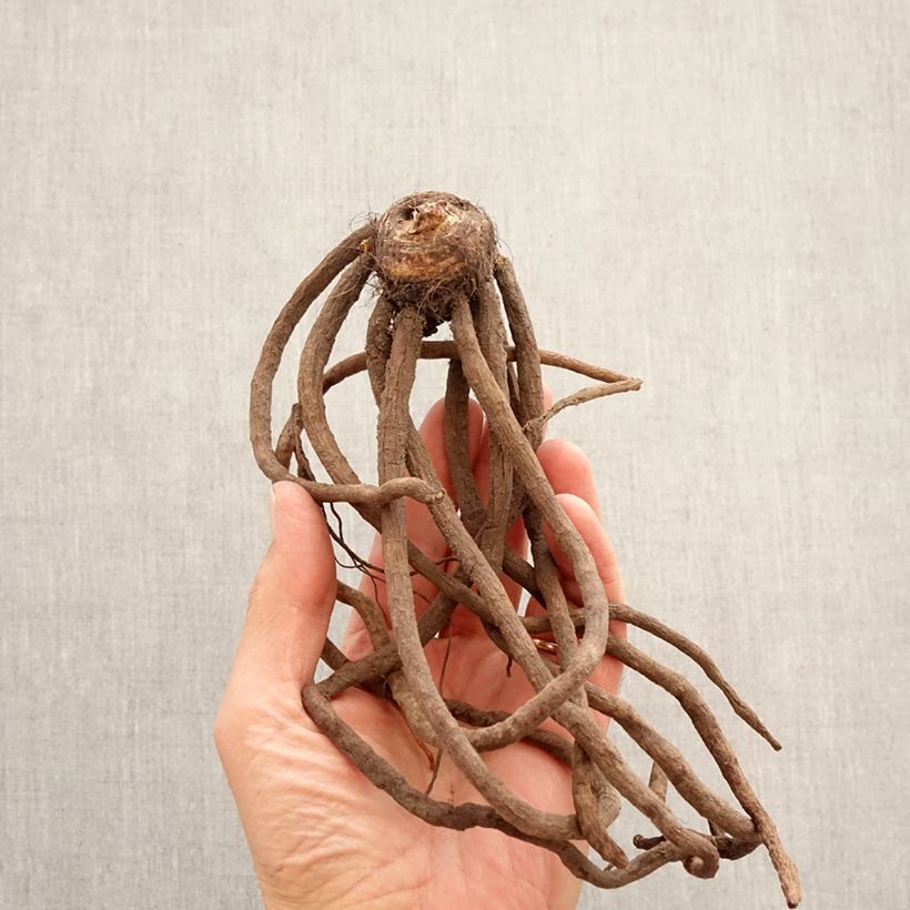 Exemplar von Eremurus bungei - Steppenkerze Zwiebel Kaliber/Größe I wie im Frühjahr geliefert