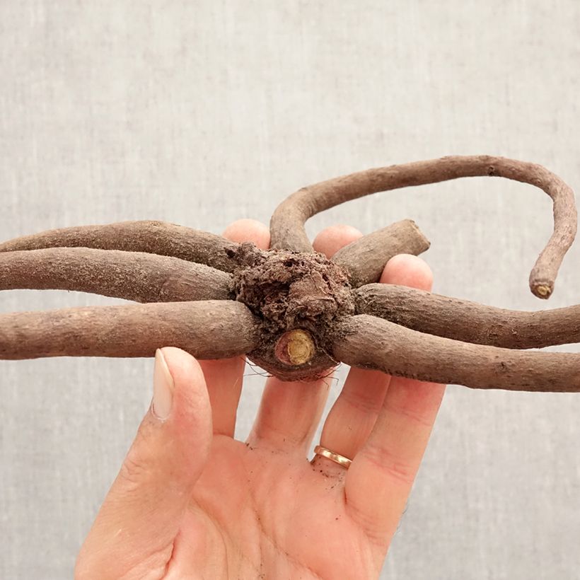 Exemplar von Eremurus himalaïcus - Steppenkerze Zwiebel Kaliber/Größe I wie im Frühjahr geliefert