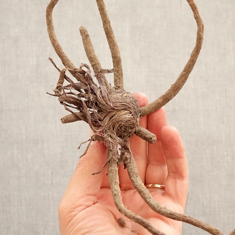 Exemplar von Eremurus robustus - Steppenkerze Zwiebel Kaliber/Größe I wie im Frühjahr geliefert