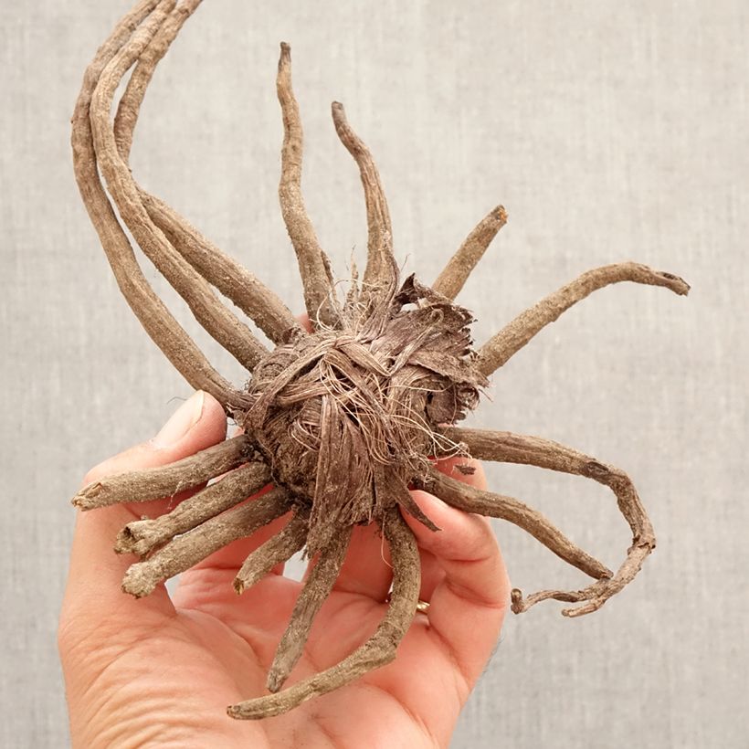 Exemplar von Eremurus Romance - Steppenkerze Zwiebel Kaliber/Größe I wie im Frühjahr geliefert