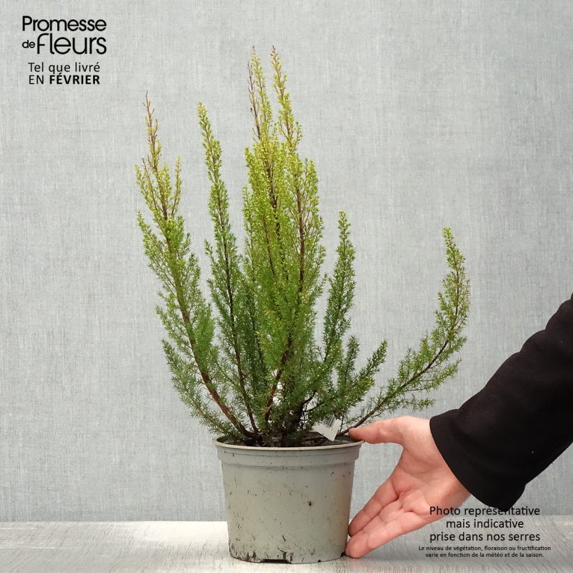 Exemplar von Erica arborea Alpina - Bruyère arborescente Pot de 2L/3L wie im Winter geliefert