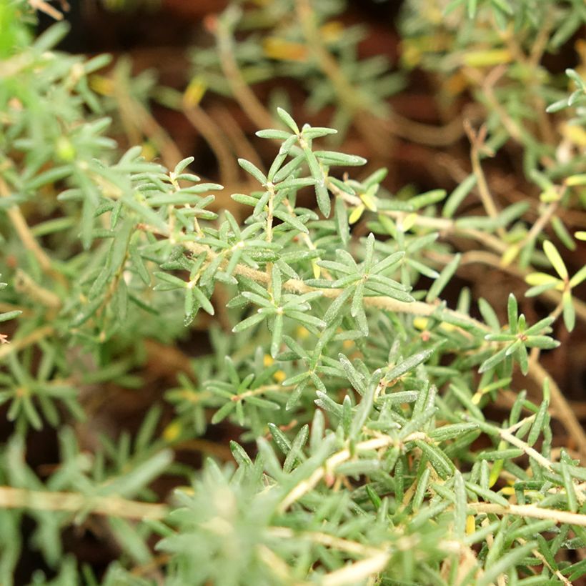 Heidekraut - Erica canaliculata (Foliage)