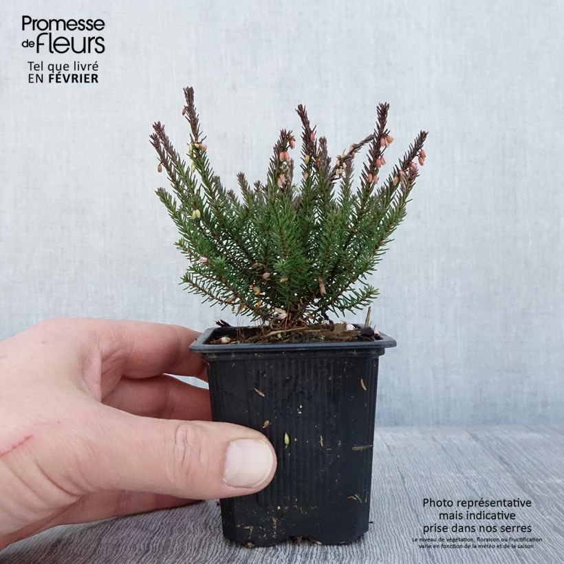 Exemplar von Erica darleyensis Lea - Bruyère d'hiver Godet de 8/9 cm wie im Winter geliefert