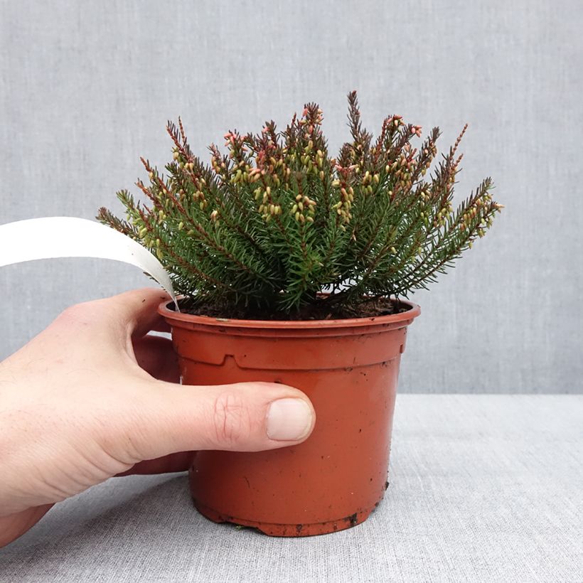 Exemplar von Erica darleyensis Lea - Bruyère d'hiver Pot de 1L/1,5L wie im Winter geliefert