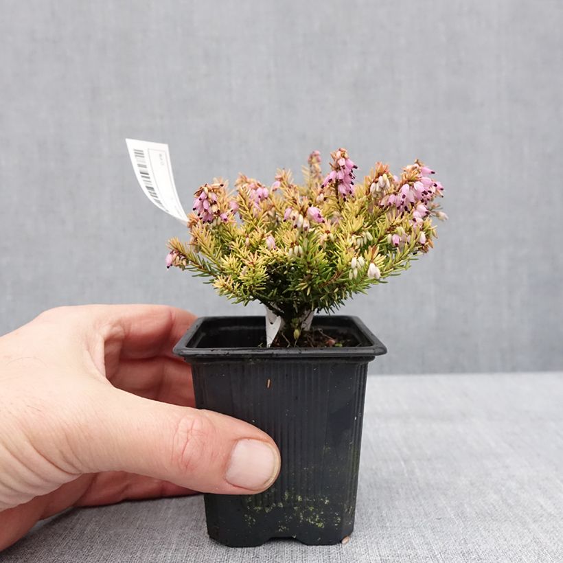 Exemplar von Erica darleyensis Marie Helen - Bruyère d'hiver Godet de 8/9 cm wie im Winter geliefert