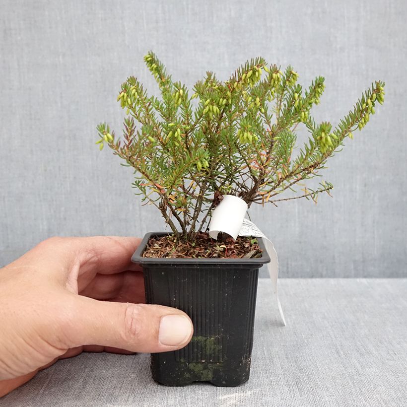 Exemplar von Winterblühende Heide Tyann - Erica darleyensis Kleine Töpfe von 8/9 cm wie im Herbst geliefert