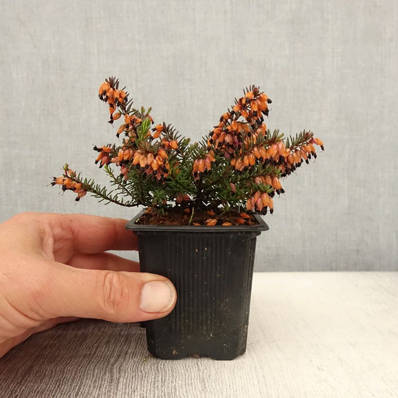 Example of Winterblühende Heide Tyann - Erica darleyensis Kleine Töpfe von 8/9 cm as you get in printemps