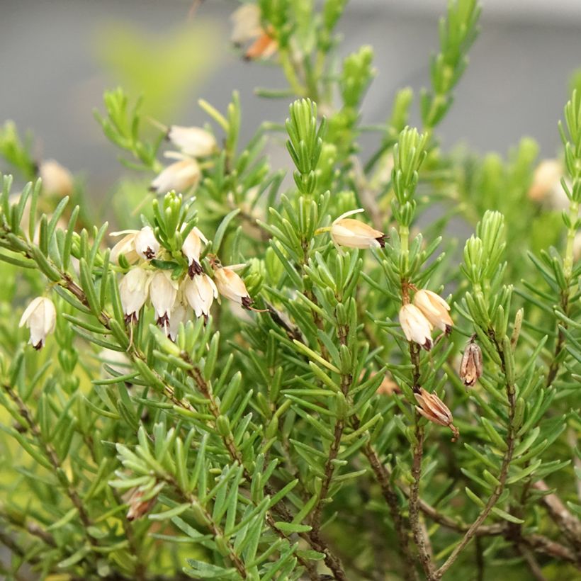 Winterblühende Heide White Glow - Erica darleyensis (Blüte)