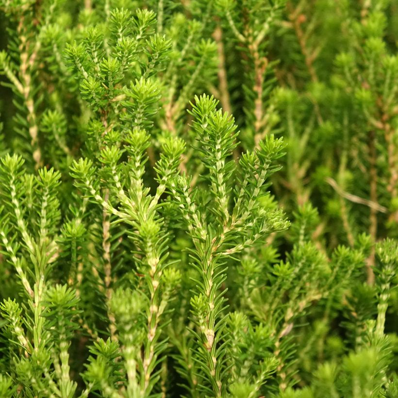 Dichte Glocken-Heide - Erica terminalis (Laub)