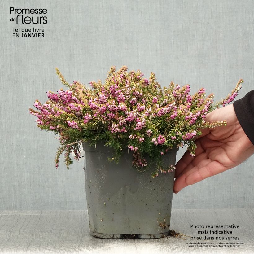 Exemplar von Erica x darleyensis Eva Gold - Bruyère d'hiver Pot de 3L/4L wie im Winter geliefert