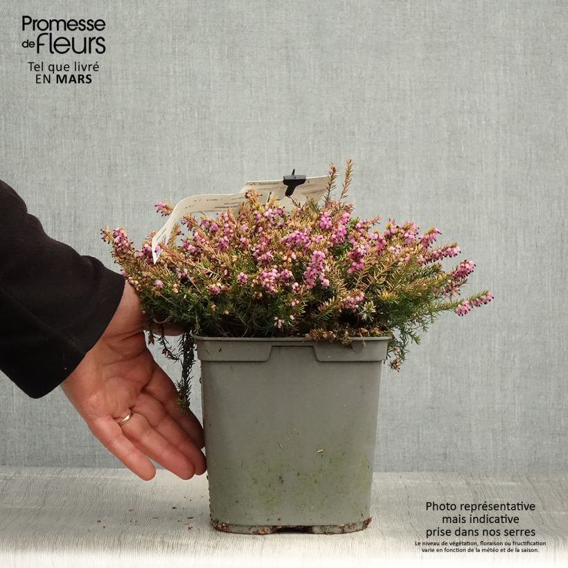 Example of Winterblühende Heide Eva Gold - Erica darleyensis Topf mit 3L/4L as you get in printemps