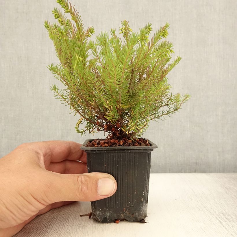 Exemplar von Winterblühende Heide Spring Surprise - Erica darleyensis Kleine Töpfe von 8/9 cm wie im Sommer geliefert