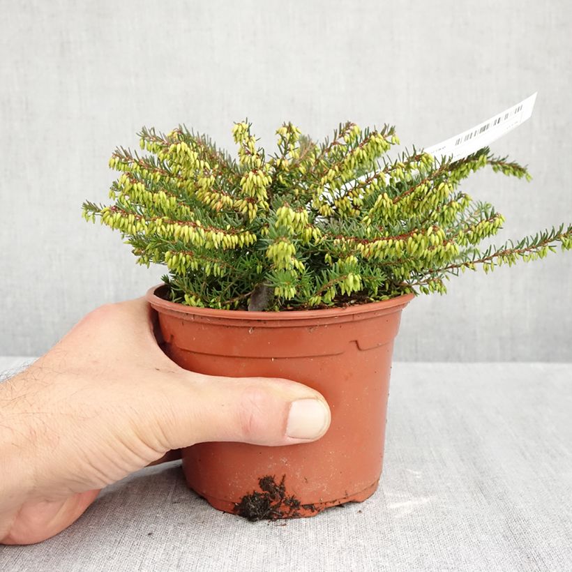 Exemplar von Winterblühende Heide Spring Surprise - Erica darleyensis Topf mit 1L/1,5L wie im Herbst geliefert