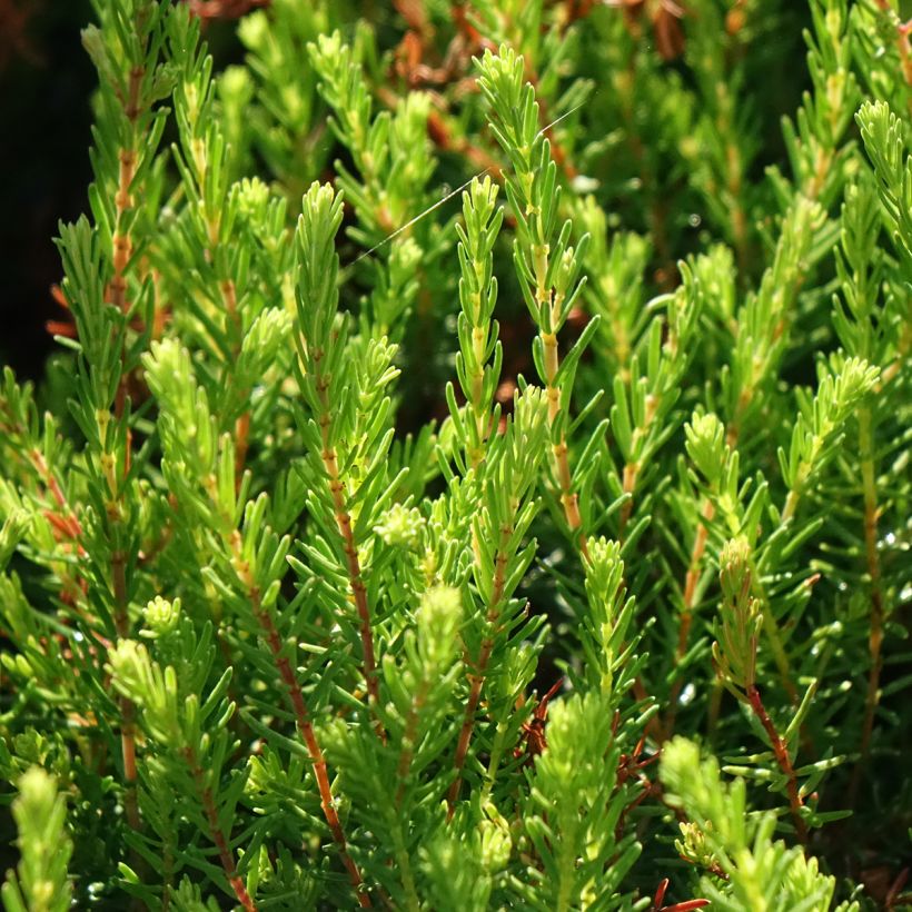 Winterblühende Heide Spring Surprise - Erica darleyensis (Laub)