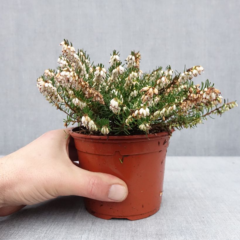 Exemplar von Erica x darleyensis Winter Belles Katia - Bruyère d'hiver Pot de 1L/1,5L wie im Winter geliefert