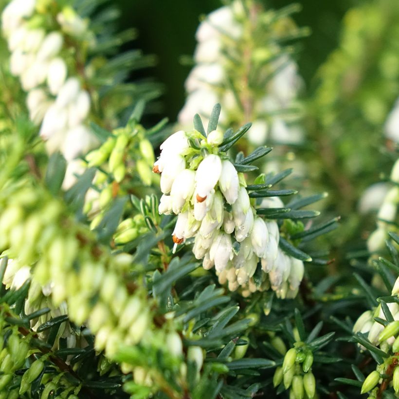 Winterblühende Heide Winter Belles Katia - Erica darleyensis (Flowering)