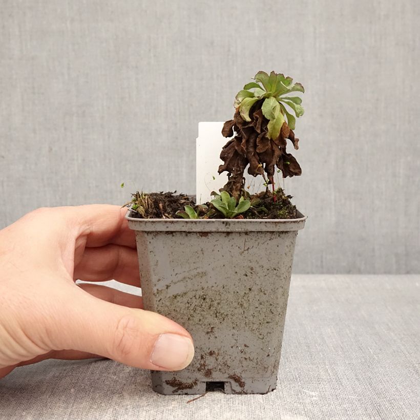 Example of Strand-Berufkraut Sea Breeze - Erigeron glaucus Kleine Töpfe von 8/9 cm as you get in hiver