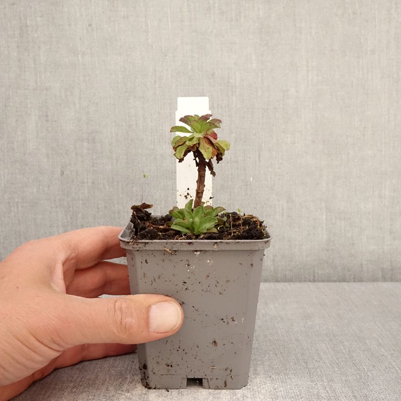 Exemplar von Strand-Berufkraut Sea Breeze - Erigeron glaucus Kleine Töpfe von 8/9 cm wie im Frühjahr geliefert