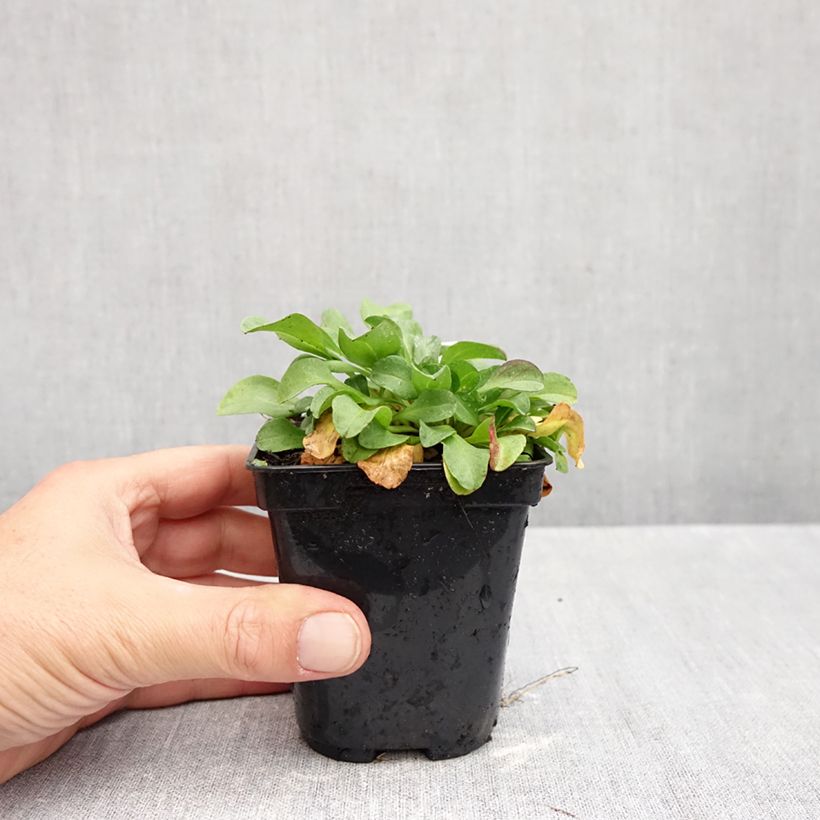 Exemplar von Strand-Berufkraut - Erigeron glaucus Kleine Töpfe von 8/9 cm wie im Herbst geliefert