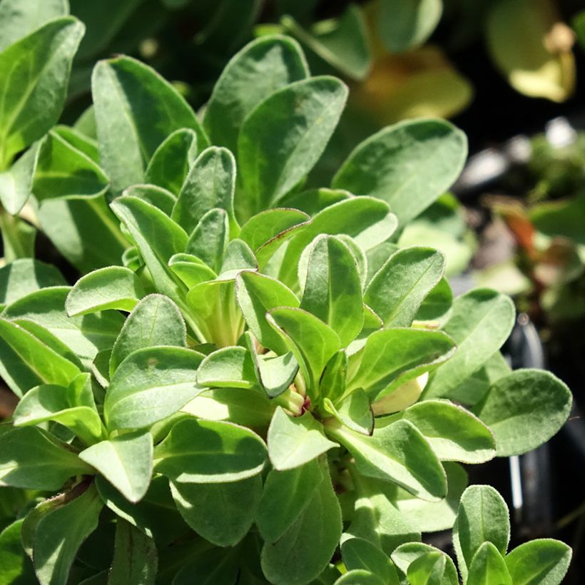 Strand-Berufkraut - Erigeron glaucus (Laub)
