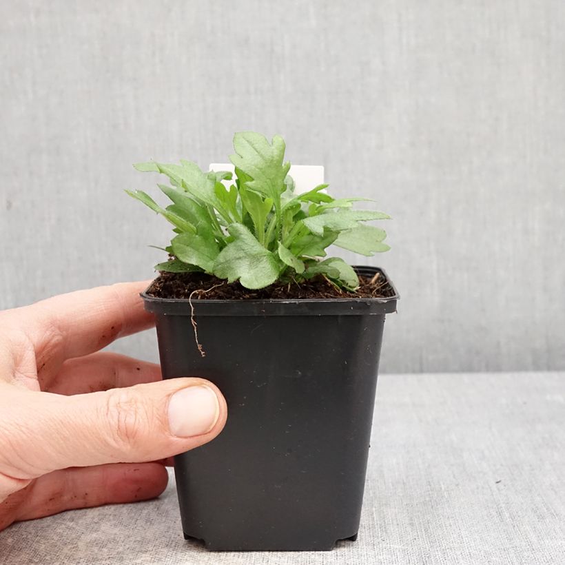 Exemplar von Karwinskis Feinstrahl - Erigeron karvinskianus Kleine Töpfe von 7/8 cm wie im Frühjahr geliefert