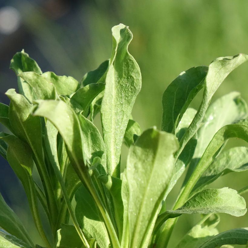 Berufkraut - Erigeron leiomerus (Foliage)