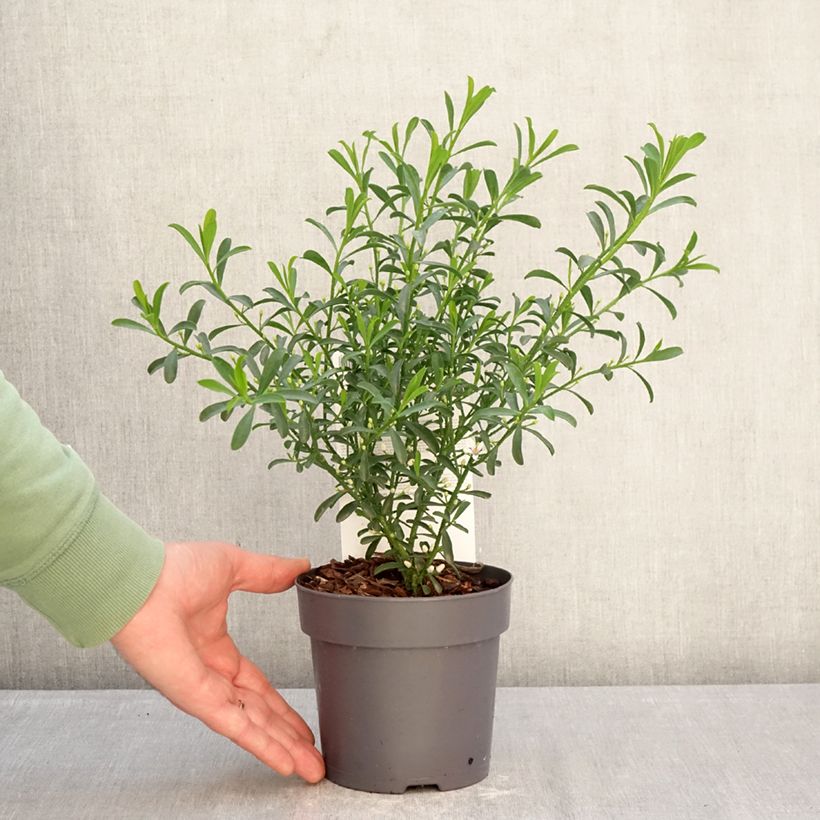 Example of Eriostemon myoporoides Flower Girl White - Langblättrige Wachsblume Topf mit 1L/1,5L as you get in hiver