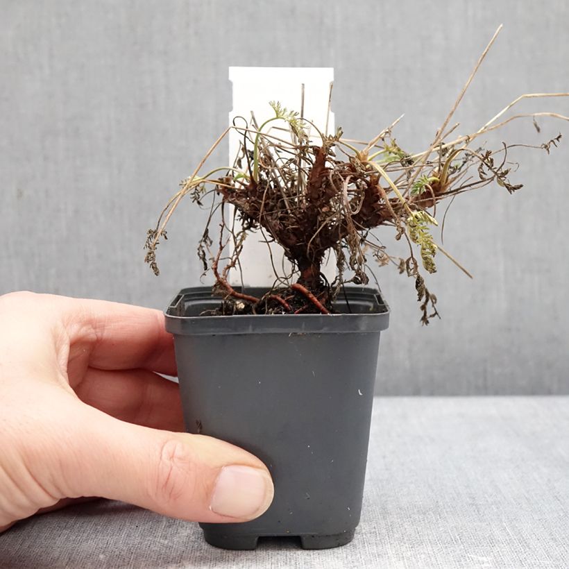 Example of Erodium glandulosum Spanish Eyes - Drüsiger Felsen-Reiherschnabel Kleine Töpfe von 7/8 cm as you get in hiver