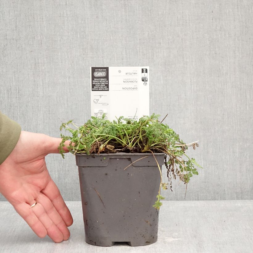 Example of Erodium glandulosum Spanish Eyes - Drüsiger Felsen-Reiherschnabel Topf mit 2L/3L as you get in hiver