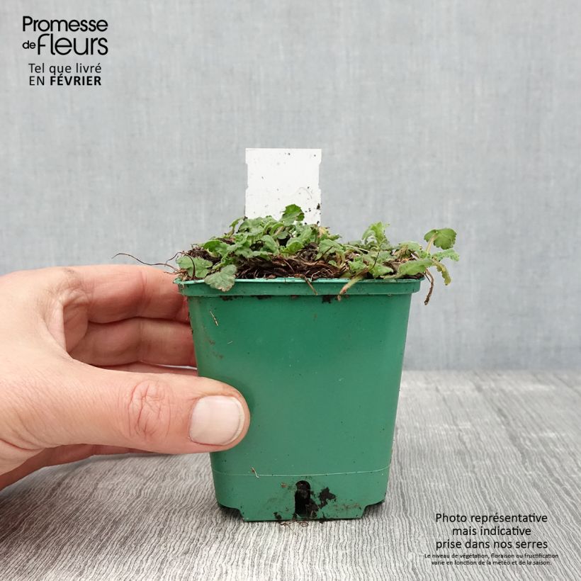 Exemplar von Erodium variabile Album - Bec de héron Godet de 8/9 cm wie im Winter geliefert