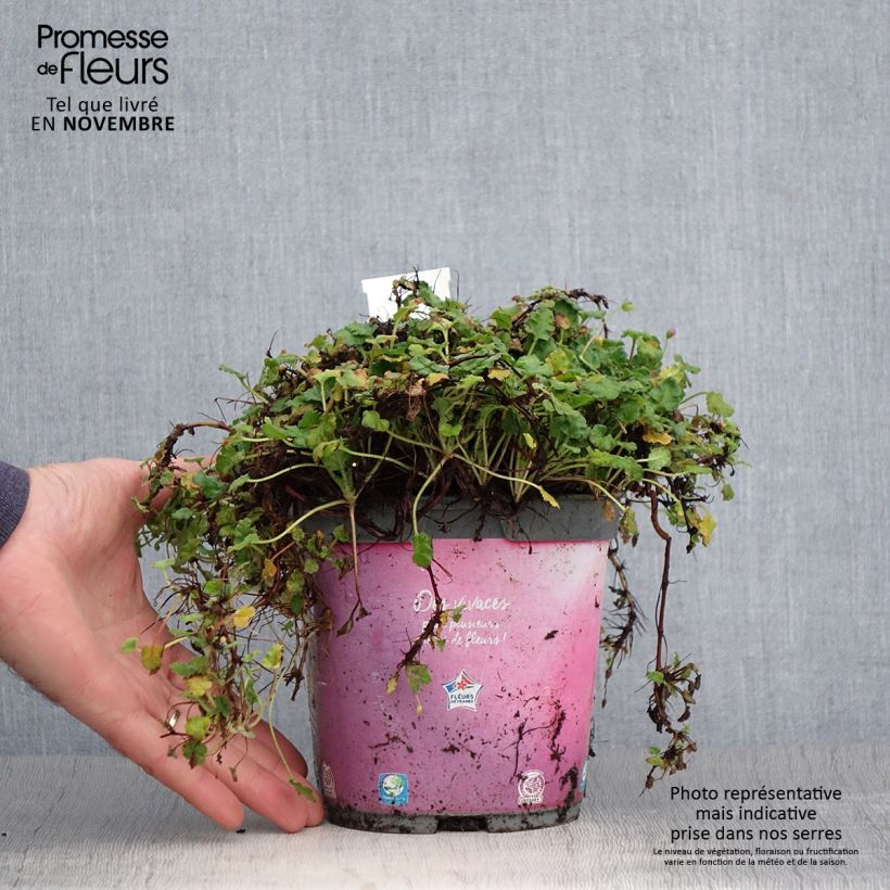 Exemplar von Erodium Bishop's Form - Reiherschnabel Topf mit 2L/3L wie im Herbst geliefert