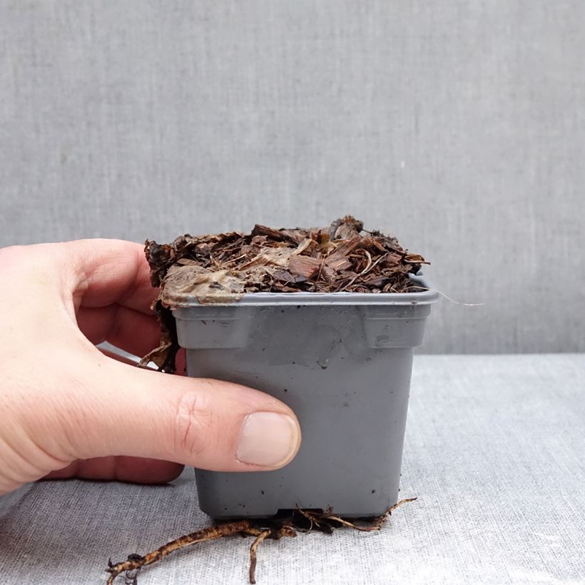 Exemplar von Eryngium Grumpy - Panicaut Kleine Töpfe von 8/9 cm wie im Winter geliefert