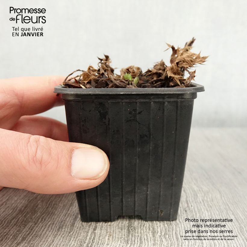 Exemplar von Eryngium Lapis Blue - Panicaut maritime Godet de 8/9 cm wie im Winter geliefert