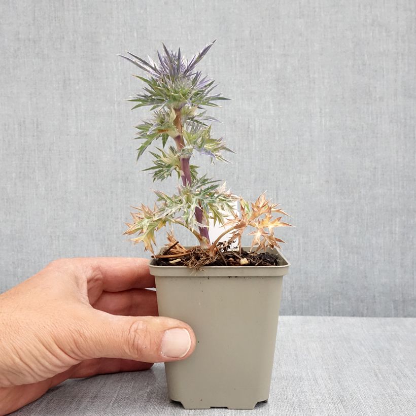 Example of Eryngium maritimum Lapis Blue - Strand-Mannstreu Kleine Töpfe von 8/9 cm as you get in printemps