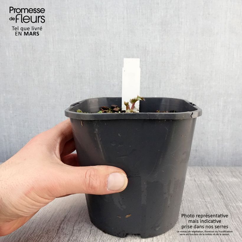 Example of Eryngium maritimum - Strand-Mannstreu Topf mit 2L/3L as you get in printemps