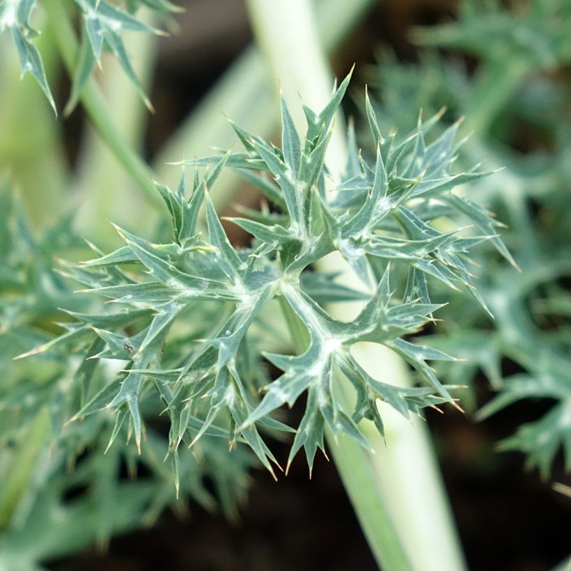 Eryngium bourgatii Pico's Amethyst - Pyrenäen-Mannstreu (Foliage)