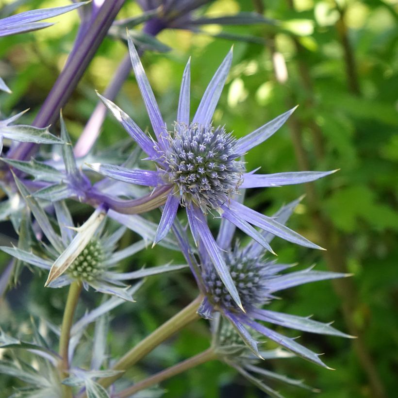 Eryngium bourgatii Pico's Amethyst - Pyrenäen-Mannstreu (Flowering)
