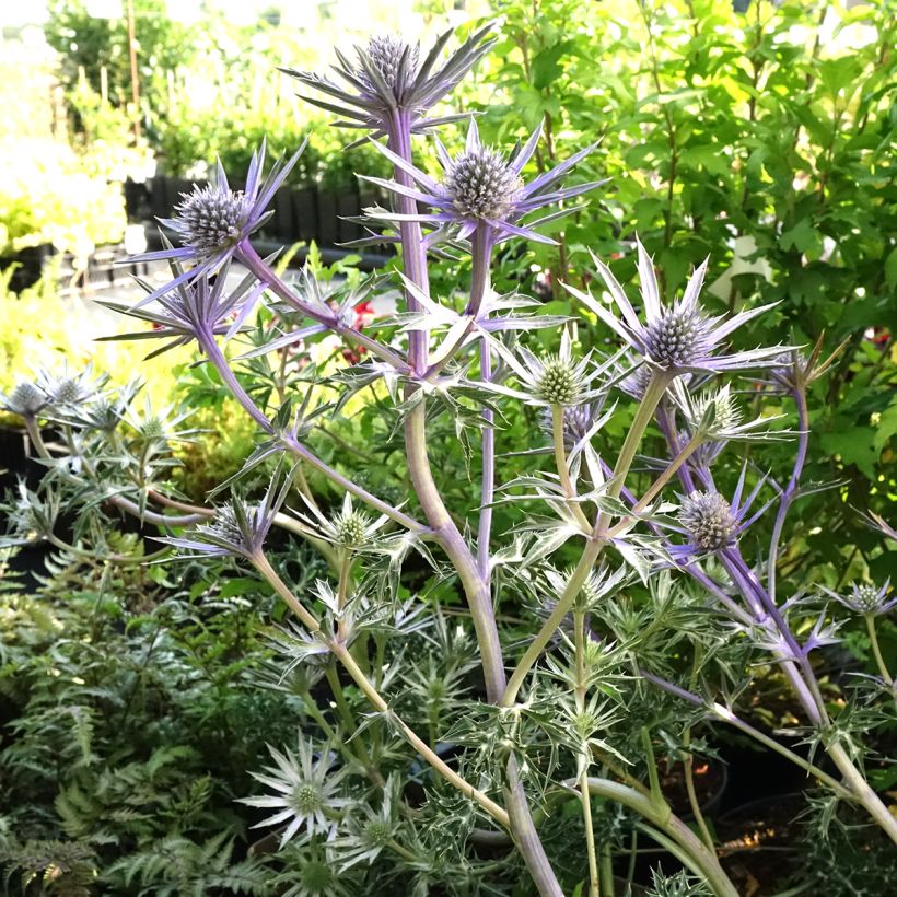 Eryngium bourgatii Pico's Amethyst - Pyrenäen-Mannstreu (Plant habit)